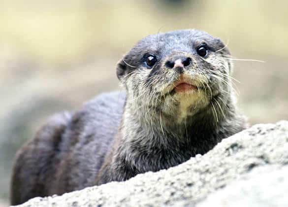 動物図鑑・コツメカワウソ